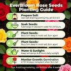 EverBloom Rose Seeds planting guide showing soil, soaking, sowing, watering and sunlight steps